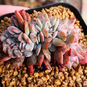 滨海缀化多肉植物 稀有品种缀化多肉盆栽 韩国多肉植物