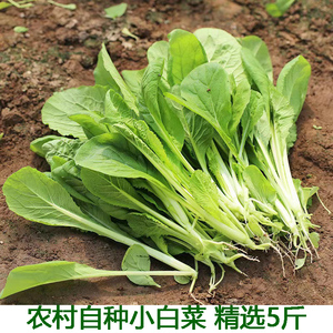 小白菜新鲜杭白菜火锅小青菜蔬菜油白菜白菜秧农家肥大叶菜包邮