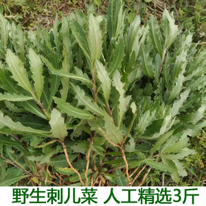90雅帝之都淘宝秦岭新鲜小蓟中药材小蓟草刺儿菜刺角芽萋萋菜七七菜