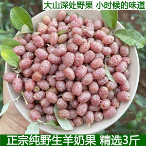 羊奶果野生稀有水果新鲜野果半春子羊奶子酸甜胡秃子孕妇水果小果