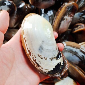 鲜活象拔蚌牛兰花蚌叼螺活体刺身鲜活海鲜水产北海特产5斤包邮