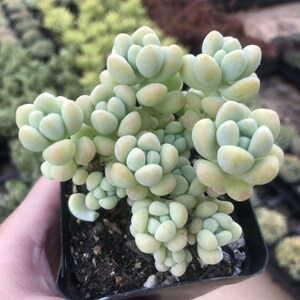 多肉植物天使之泪多肉易爆盆群生萌肉肉办公室创意花卉绿植盆栽