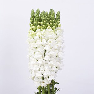 云南金鱼草鲜花基地直发家庭插花带香味花材