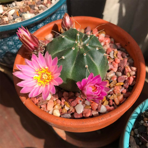 宇宙殿仙人球软体 鹿角柱属大花多肉植物