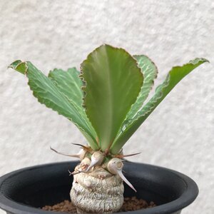 贝信麒麟锦 大戟科仙人柱景观多肉植物组合盆栽