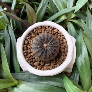 艳肌士童实生仙人球开花桌面植物盆栽大型士童属组合仙人掌室内花