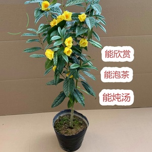 防城金花茶树苗盆栽金茶花四季盆栽花卉凹脉黄樽带名贵好养山茶花