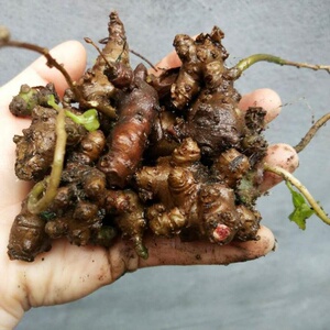 三七种植苗藤植物苗盆栽室内绿植野生川七块根食用家养爬藤可水培