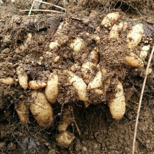 天麻种植苗现挖新鲜一代种子500g籽籽1乌红杂交子