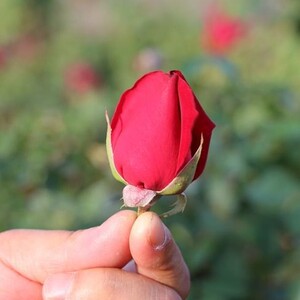 新鲜可食用做醋酵素露玫瑰花瓣花苞花蕾现货墨红玫瑰花骨朵