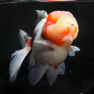 金鱼活体 精品五花泰狮樱t花冷水淡水鱼f1百褶水族宠物麒麟观赏鱼