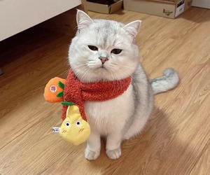 乖乖宝贝宠物店淘宝多只渐层猫活体爱心领养当天发货宠物猫小型短毛