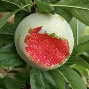 新品种果树苗特大青皮红心李子树苗味帝李子苗嫁接苗南方北方种植