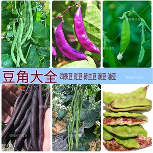 40争取好评淘宝非转基因湖南老品种红豆角种子 红豇豆种子紫芸豆