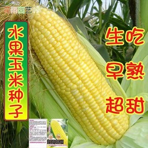 超甜水果玉米种子生吃大棒非转基因四季播杂交黑玉米大田高产种籽