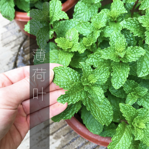 薄荷非常容易西餐l可食用臭草芸香带盆栽好调料香花菜观叶植物紫