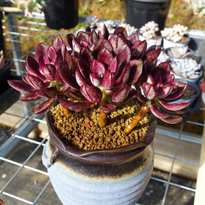 新叶红司龙骨红司小老桩多肉植物办公室内阳台t桌面绿植园艺花卉