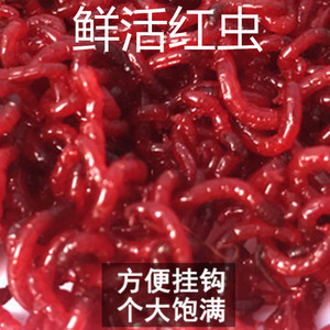 红虫鲜活小虫