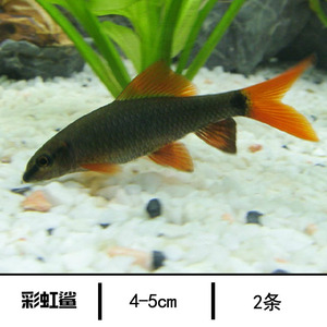 彩红鲨红尾黑鲨粉红鲨热带鱼观赏鱼底层鱼淡水小型鱼x银鲨鱼群游