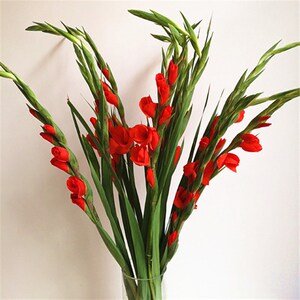 【剑兰花鲜花】剑兰花鲜花品牌,价格 阿里巴巴