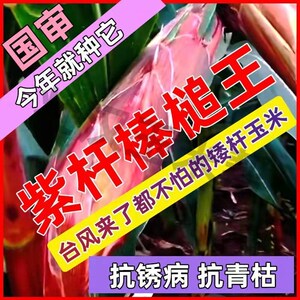 矮杆国审大棒玉米种子大全苞米种子高产抗旱抗倒抗病南北方玉米种