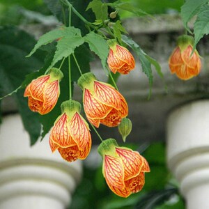 灯笼花盆栽四季开花庭院阳台爬藤植物蔓性风铃花金铃花长寿花带花