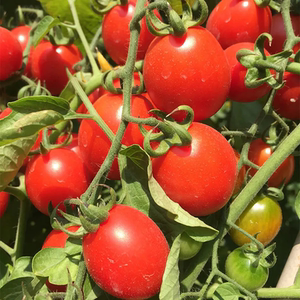 海南千禧小番茄陵水