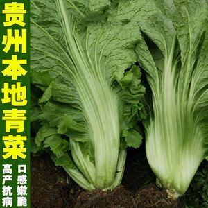 贵州本地宽叶青菜种子迟青菜芥菜种子大全南方腌制酸菜蔬菜种子籽