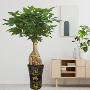 提根发财树怪头发财树盆栽开业乔迁送礼招财旺宅大型室内绿植盆景