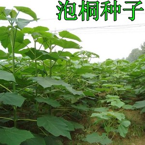 泡桐种子 白花泡桐 大果泡桐 空桐木 水桐 桐木树 紫花树毛 优质