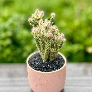 松鼠团扇树仙人掌仙人球多肉植物花卉阳台奇趣可爱办公桌盆栽耐旱