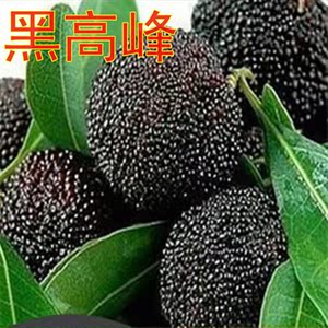 台湾黑高峰杨梅苗南北方庭院地种植阳台盆栽嫁接特大果树当年结果