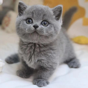 0022人付款淘宝英短蓝猫幼猫纯种英国短毛猫曼基康矮脚猫蓝胖子幼崽