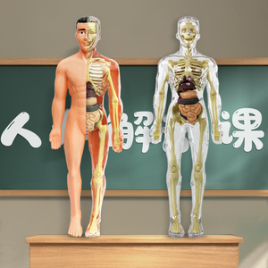 人体结构模型器官骨骼可拆卸拼装初中生物医学3d身体内脏儿童玩具