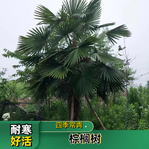 棕榈植物大型室外植物庭院别墅公园四季长青扇子树风景树棕榈树苗