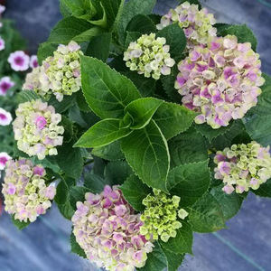 魔幻紫水晶 绣球花苗 阳台盆栽正 1.5年苗绣球系列