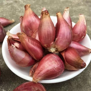 红葱头黄葱头四川火葱毛葱农家带芽种葱种盆栽蔬菜小香葱苗做葱油