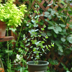 尤加利叶树苗圆叶