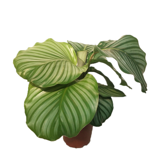 k青苹果内d芋四季福贵竹芋室竹办公桌面青年万盆栽水培植物净化空