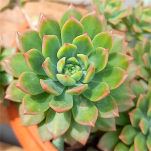 马库斯 超大多头群生老桩 多肉植物 果冻色状态好 新手好养萌肉肉