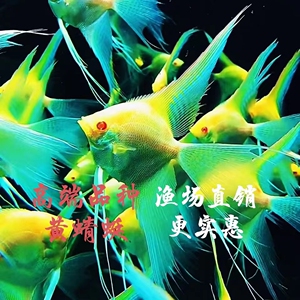 黄蜻蜓神仙鱼台湾红眼白花黄金甲燕鱼热带鱼长尾短尾观赏鱼包邮