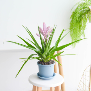 春天到家多头铁兰花室内客厅四季盆栽开花绿植观花花卉植物