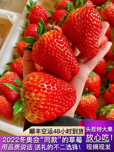 大连庄河牛奶草莓新鲜丹东99红颜草莓特大九九奶香味应季孕妇水果