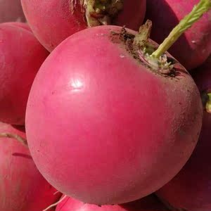 大红萝卜种籽东北大红圆萝卜种子春夏秋季红皮水萝卜阳台蔬菜种孑