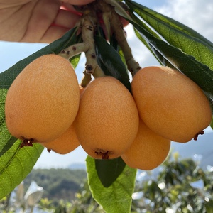 莆田常太早钟枇杷应季新鲜水果农家特产5斤10斤时令现摘包邮