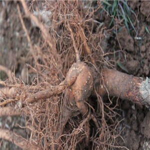 流苏树苗油根子嫁接桂花流苏树庭院绿化苗流苏小苗南北方种植