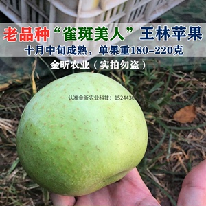 嫁接王林苹果苗正绿脆香苹果树苗青苹果梨脆甜大地栽南方北方种植