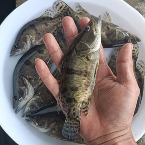 桂花鱼苗 鳜鱼苗 桂花鱼苗 淡水鱼苗水产养殖 红纹鳜鱼苗