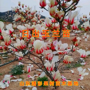 日出玉兰苗抗寒盆栽地栽清香粉玉兰金黄玉兰南北方种植玉兰花树苗