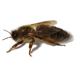 中阿蜂王中蜂蜂群双m色王蜂蜂王中坝处女王新开产王中蜂老王金坝